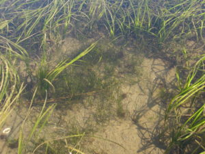 Zostera marina and Zostera japonica (center) (Credit: Jeff Gaeckle, Washington Department of Natural Resources)