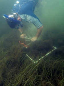 Measuring seagrass biomass (Credit: U.S. Geological Survey, Woods Hole Coastal and Marine Science Center, public domain)