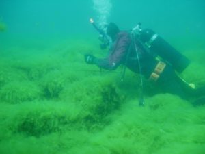 Cladophera glomerata algae (Credit: Brenda Lafrancois, National Park Service, public domain)