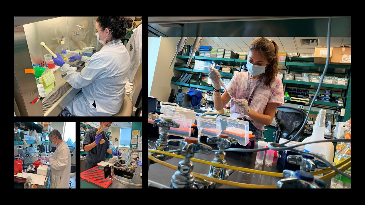 Four photos of VA Portland Research and Development investigators in lab working.