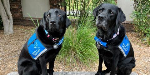 Two Black Labrador Retrievers at Oklahoma City VA Health Care System