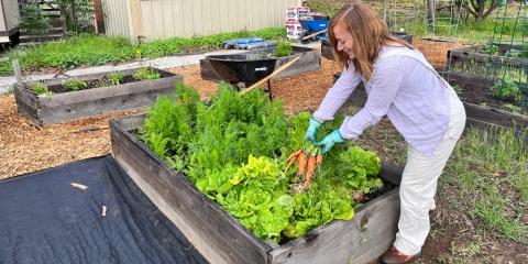 Whole Health Program Manager and Nurse Practitioner Jennifer Allen pulls carrots at the Veterans Garden