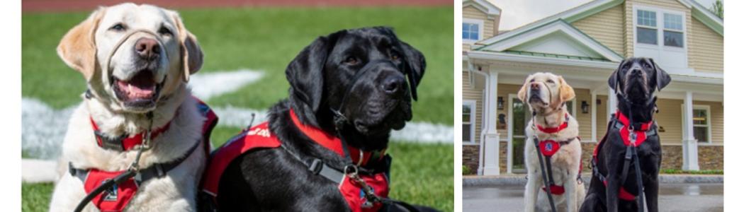 two service dogs wearing harnesses posing on the grass and posing in front of a house